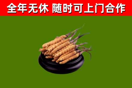 四会市回收冬虫夏草