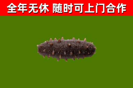 四会市回收海参干